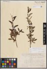 Foto von Salix eleagnos Scop. x Salix waldsteiniana Willd.